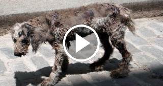 El desamparo legal de los animales en Cuba