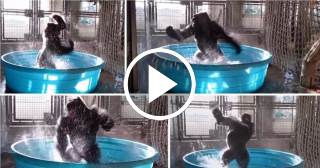 El impresionante baile de un gorila en el agua arrasa en las redes