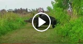 Vídeo de un enorme cocodrilo en Florida se vuelve viral