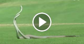 La pelea entre dos serpientes venenosas en un campo de golf