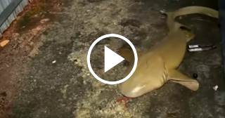 Aparecen dos tiburones en el patio de una casa en Miami