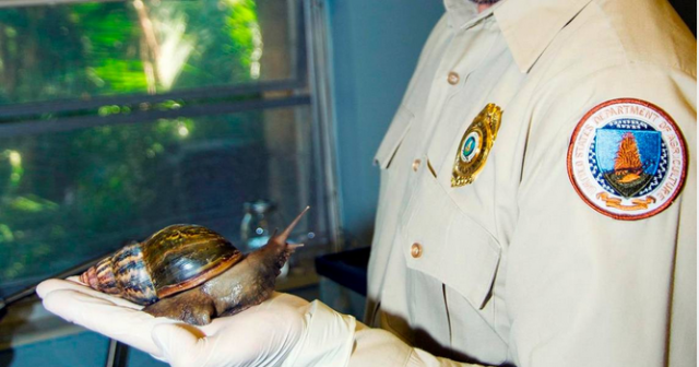 Florida anuncia que ha erradicado al caracol gigante africano