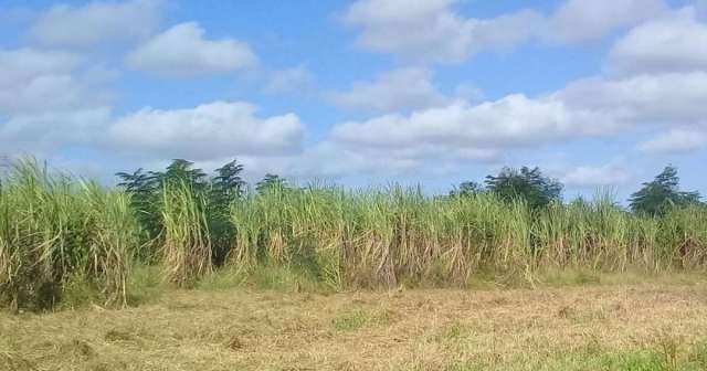 Especie de planta invasora daña los cultivos de caña en Sancti Spíritus