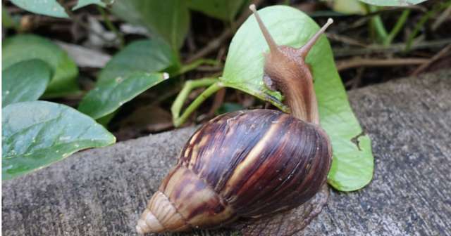 Más de 600 especies animales invasoras amenazan medio ambiente en Florida