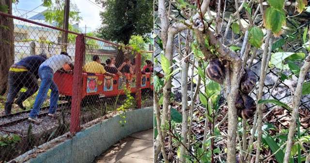 Padre cubano en el Zoológico de 26: "Tiene la mayor población de caracol africano en libertad"
