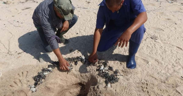 Encuentran 62 tortugas muertas tras paso de Idalia por Guanahacabibes