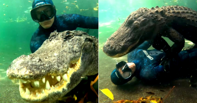Biólogo se sumerge e interactúa con cocodrilos de Florida