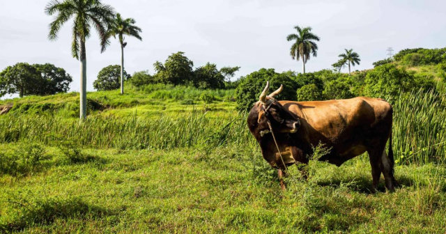 Tiendas Caribe niega venta de leche en polvo en MLC