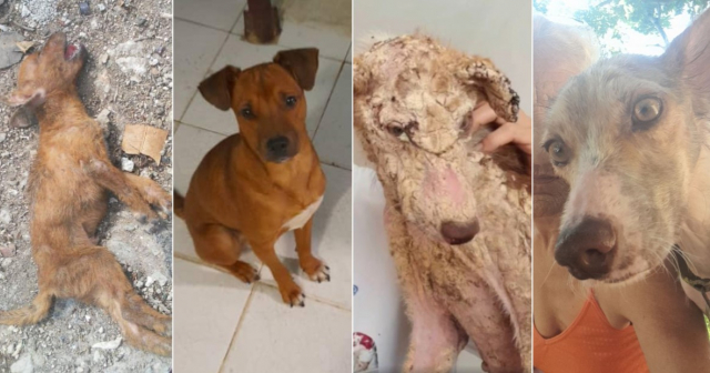 Increíbles recuperaciones de perros rescatados en calles de Cuba 