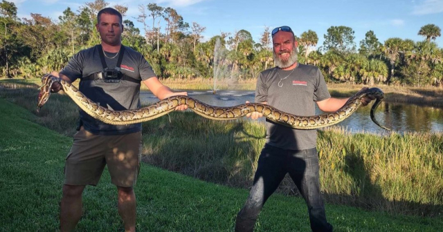 Capturan enorme pitón birmana en Florida