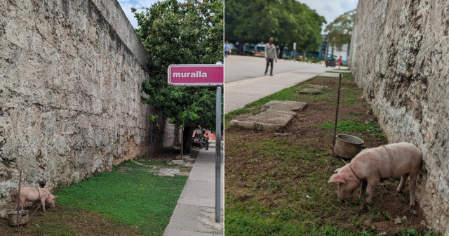 Pastorean un cerdo en la muralla de La Habana 