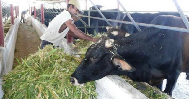 Cuba paralizará la compraventa de ganado entre particulares