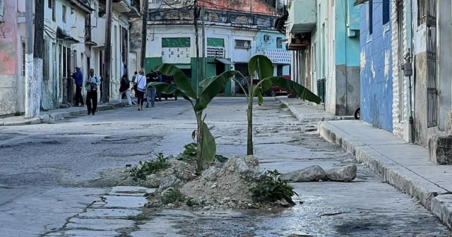 Vecinos siembran matas de plátano en bache en calle de La Habana