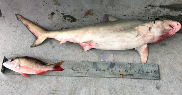 Pescador de Hialeah a corte por capturar especie prohibida de tiburón y pargo pequeño en Cayos de Florida