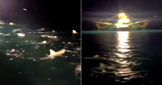 Pescadores captan impresionante reunión de tiburones en aguas de Florida