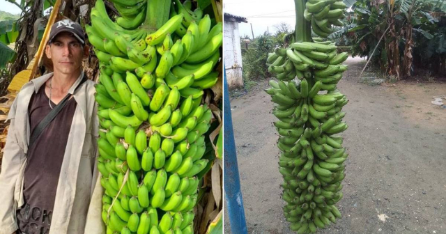 Racimos de plátano de hasta 20 manos sorprenden en Camagüey