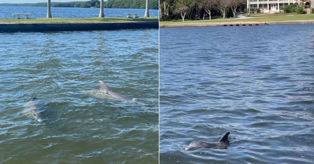 Familia de delfines visita Deering Estate en Miami