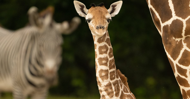 Jirafa bebé muere tras fracturarse el cuello en Zoológico de Miami