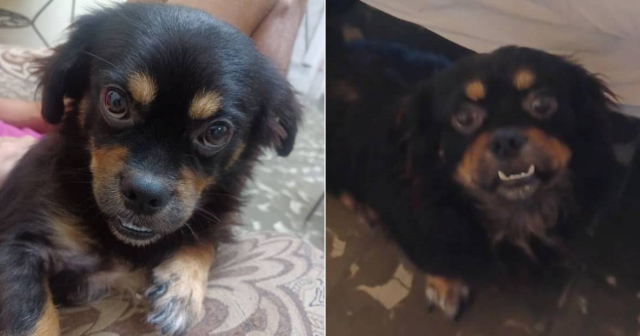 Ofrecen recompensa para recuperar a perrito pekinés perdido en La Habana