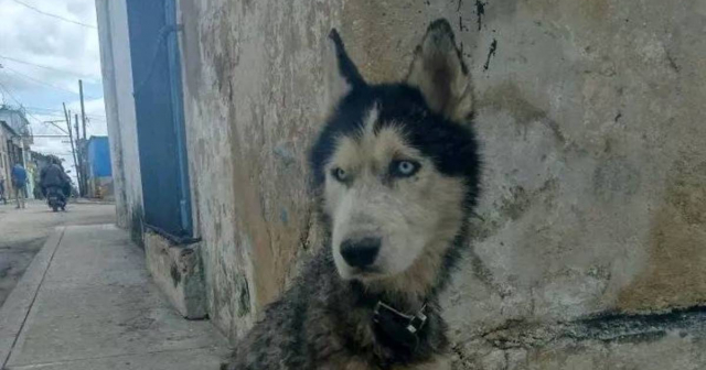Alertan sobre perro husky siberiano abandonado, con collar, en La Habana