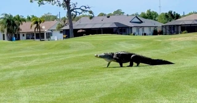 Captan a enorme caimán paseando por un campo de golf en Florida