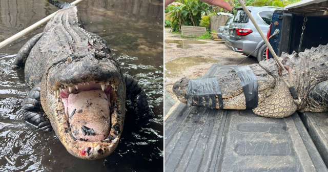 Famoso caimán con sobrepeso hará dieta en refugio en Florida