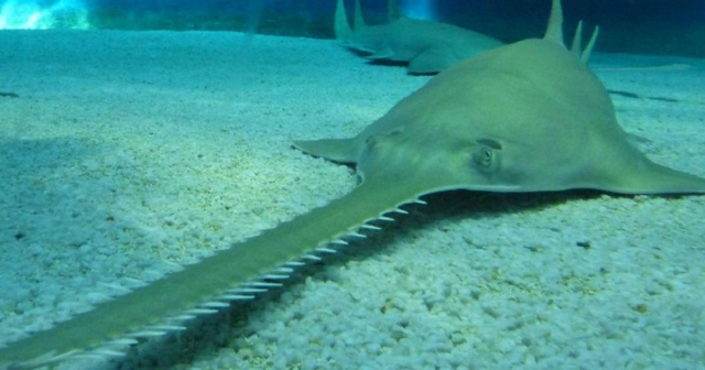 Alerta por misteriosa muerte de peces sierra en los cayos de Florida