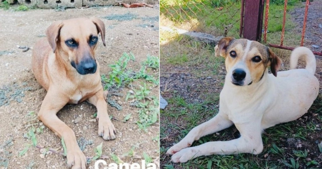 Comparten historias y fotos de perros sacrificados en San José para vender su carne 