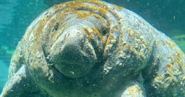 Muere Juliet, una manatí que vivía en el Miami Seaquarium