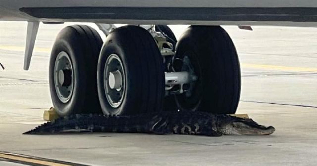 Capturan a enorme caimán en pista de base aérea de Florida