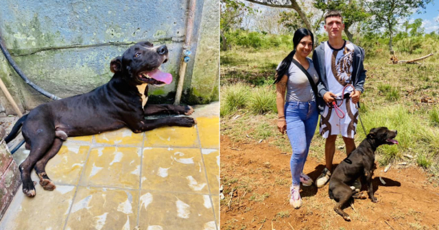 Animalistas rescatan a un perro maltratado en finca de Mayabeque