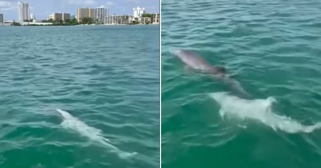 Reportan avistamiento de un raro delfín blanco en Florida