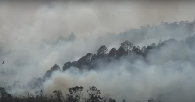 Potentes incendios forestales dañan más de 500 hectáreas de bosque en Pinar del Río