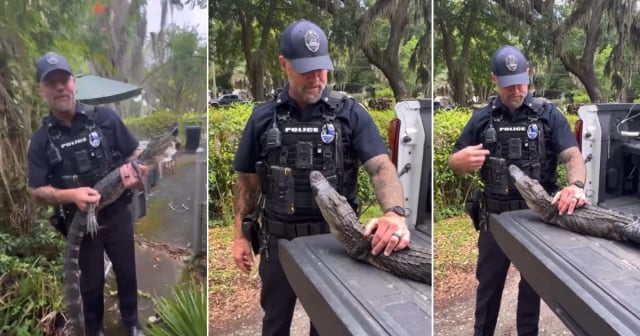 Policía de Jacksonville "arresta" a un caimán en la casa de una señora de 104 años