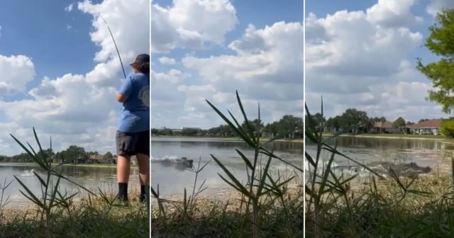 Joven pescador de Florida sorprendido por caimán que le roba el pez