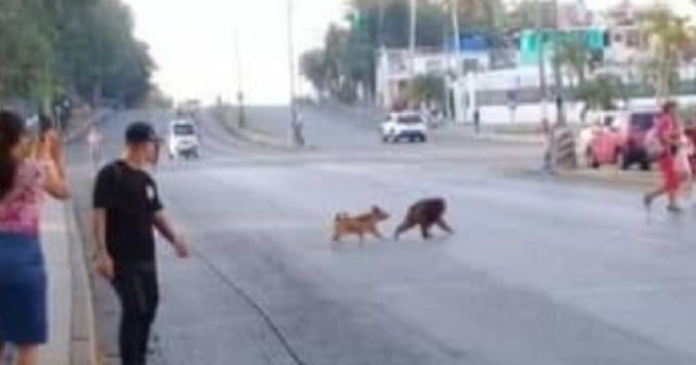Mono se escapa del zoológico 26 de La Habana