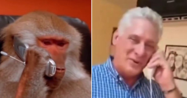 Viral: Miguel Díaz-Canel habló con el mono fugado en Caibarién