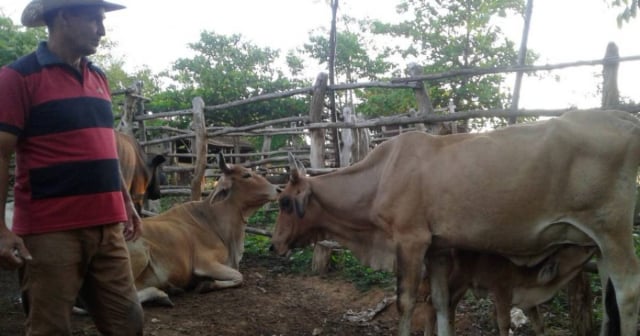 Gobierno afirma que se incrementa la entrega de leche y carne de res en Artemisa