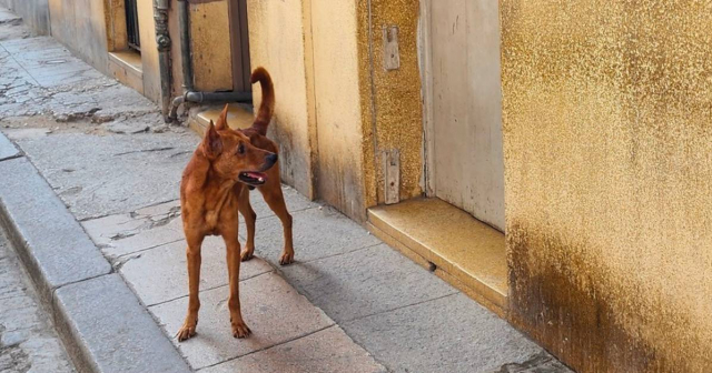 Perrito espera a sus dueños emigrados en la puerta de su antigua casa en La Habana