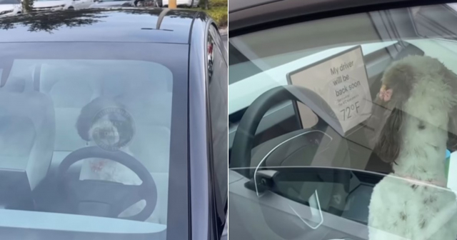 El simpático mensaje de un perrito en el auto de su dueño en Miami que se hace viral