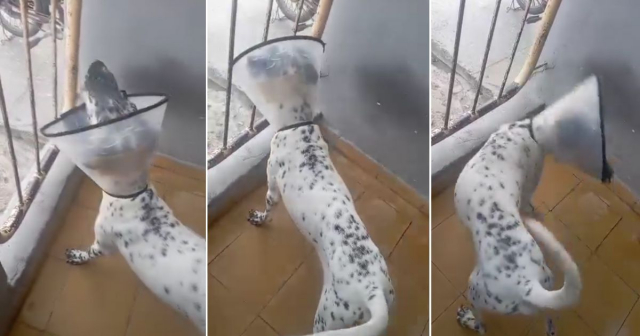 Animalistas de Sancti Spíritus celebran recuperación de Yeiko con emotivo video del perro