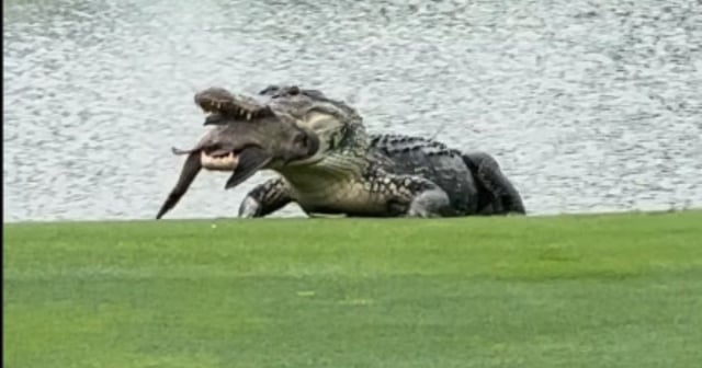 Captan a un caimán devorando un pez en pleno campo de golf en Florida