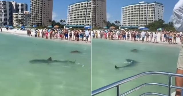 Tiburón llega a la orilla de la playa en South Beach