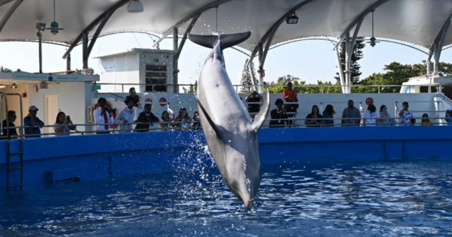 Desalojo del Miami Seaquarium se decidirá en Corte tras demanda del Condado