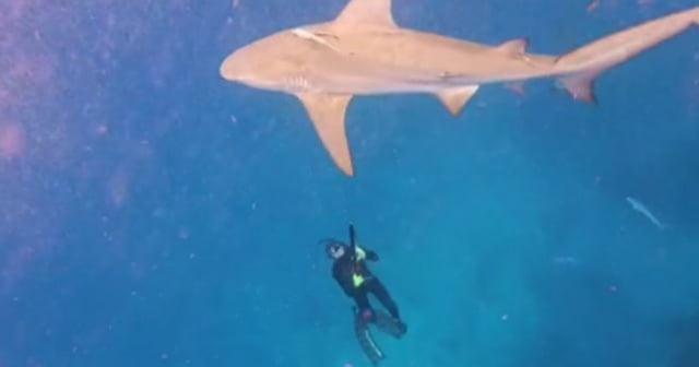 Pescador cubano vive un peligroso encuentro con un tiburón en Florida