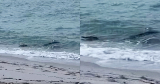 Un caimán se da un baño en la orilla de la playa en Miami Beach