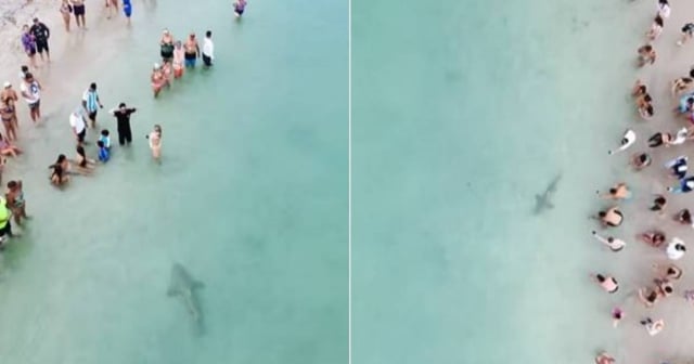 Captan a un enorme tiburón nadando por la orilla en playa de Miami 