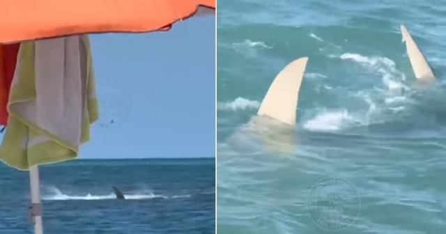 Avistan más tiburones en playas de Miami: “¡Esa aleta es bastante seria!”