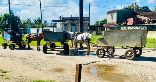 Denuncian maltrato animal en Mayabeque: "Caballos bajo el sol mientras los dueños descansan en la sombra"