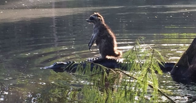 Captan a un mapache montado sobre un cocodrilo en un río de Florida